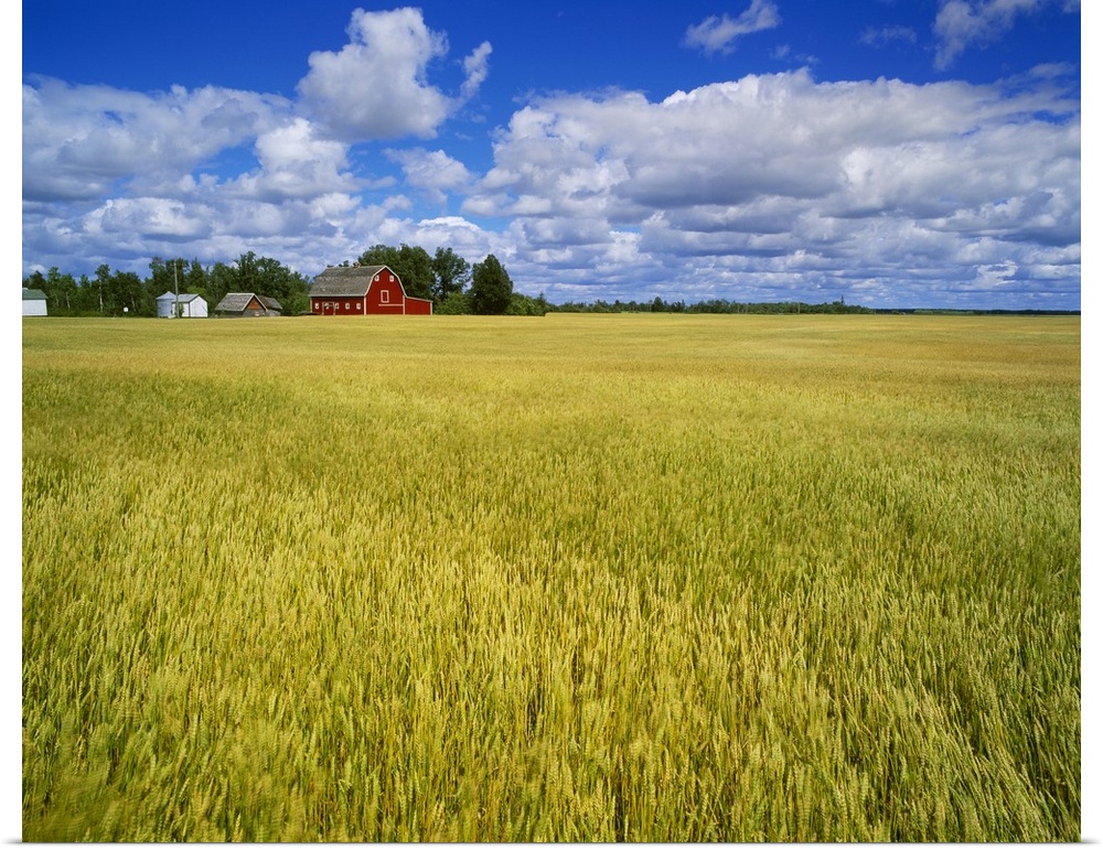 A maturing field of wheat with a red barn and blue sky with white clouds above