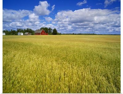 A maturing field of wheat with a red barn and blue sky with white clouds above