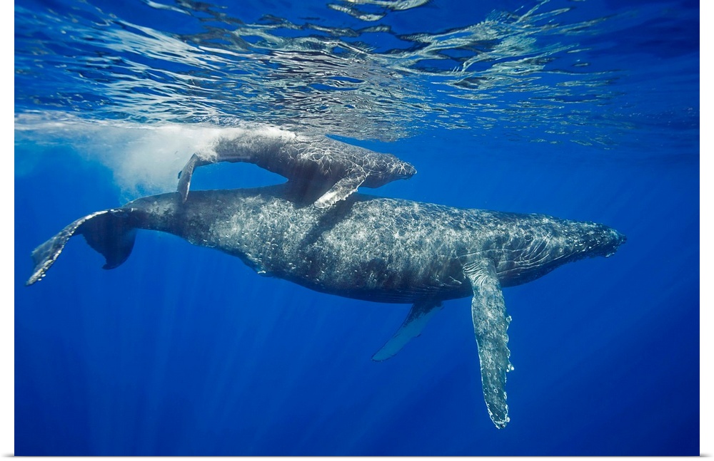 A mother and calf pair of humpback whales, (Megaptera novaeangliae), come to the water's surface, Maui, Hawaii.