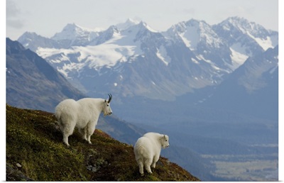 A Nanny & Kid Mountain Goat, Kenai Mountains, Kenai Peninsula, Alaska