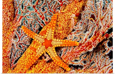 A Necklace Seastar (Fromia Monilis) On Gorgonian Coral