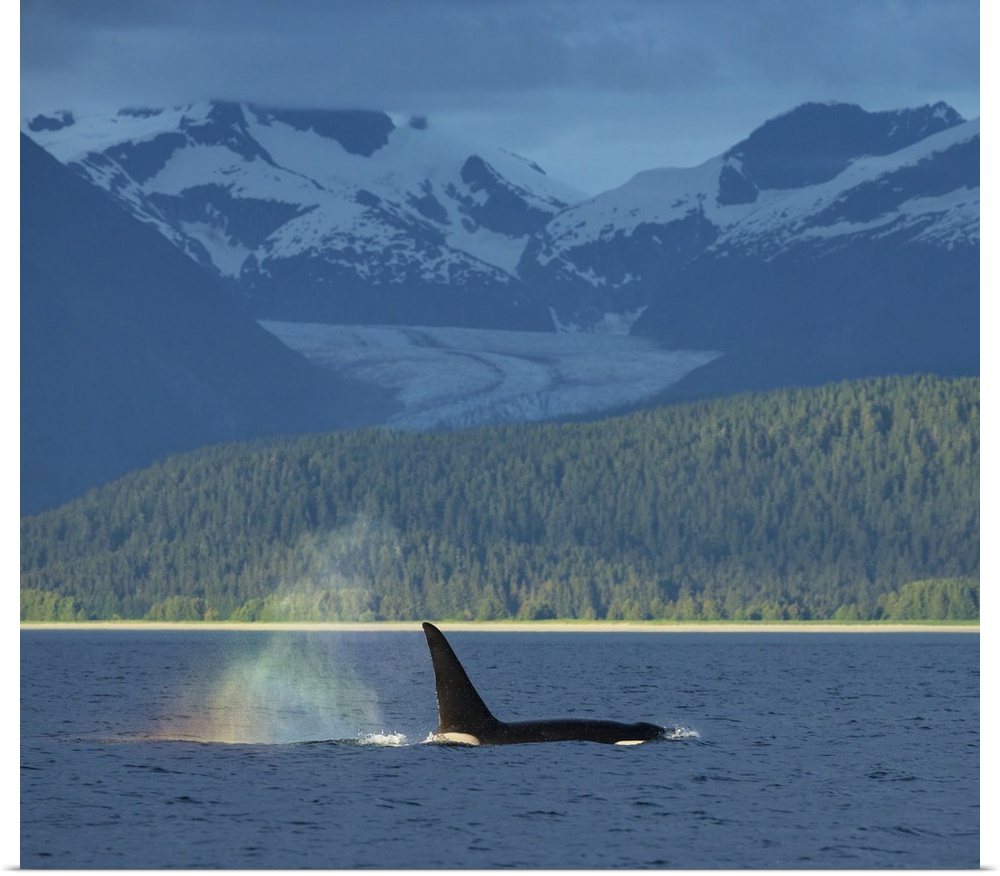 The blow of a male Orca Whale catches the evening light creating a rainbow in its mist with Herbert Glacier in the backgro...