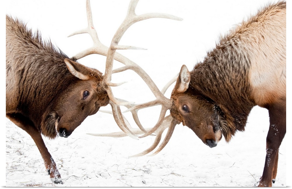 A pair of large Rocky Mountain elk lock horns and fight at AWCC near Portage, Alaska.  Late autumn with snow background.  ...