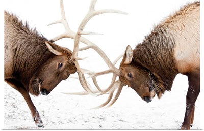 A pair of large Rocky Mountain elk lock antlers and fight