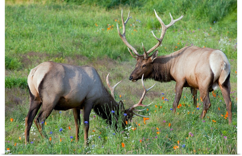 A pair of captive Rocky Mountain Elk bulls feed in a field filled with colorful wild flowers at AWCC near Portage, Alaka. ...