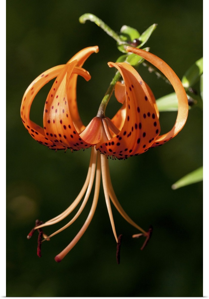 A pendant Tiger Lily flower, Lilium lancifolium. Arlington, Massachusetts