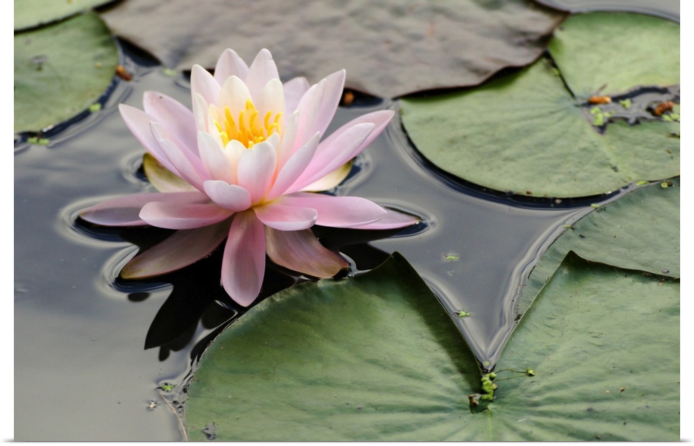A pink water lily, Nymphaea species, in a pond. Roger Williams Park, Providence, Rhode Island.