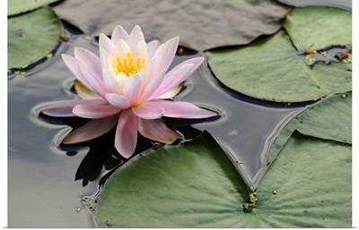 A Pink Water Lily In A Pond, Roger Williams Park, Providence, Rhode Island