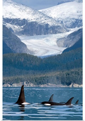 A pod of Orca whales surface in Favorite Passage near Eagle Glacier and Coast Range