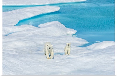 A Polar Bear And Its Cub Wander The Ice Floes In The Canadian Arctic