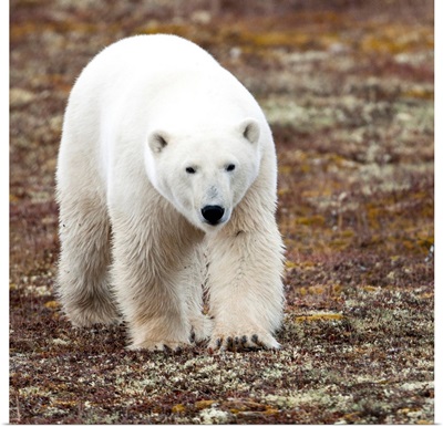 A Polar Bear Walking On The Tundra, Churchill, Manitoba, Canada