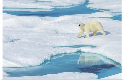 A Polar Bear Wanders Past Pools Of Water On An Ice Floe In The Canadian Arctic