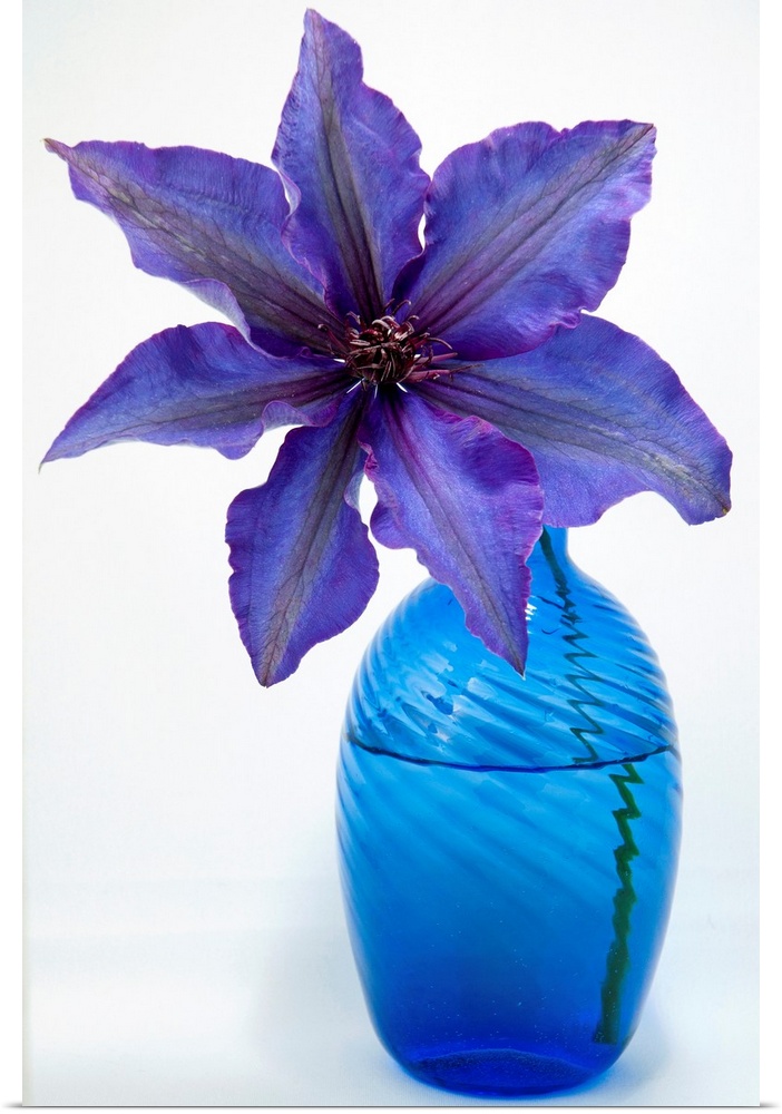 A purple clematis flower in a blue vase.