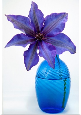 A purple clematis flower in a blue vase.; Brewster, Massachusetts.