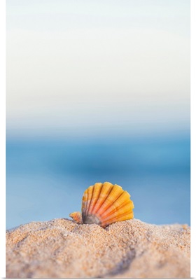 Rare, indigenous Hawaiian red sunrise scallop shells; Honolulu