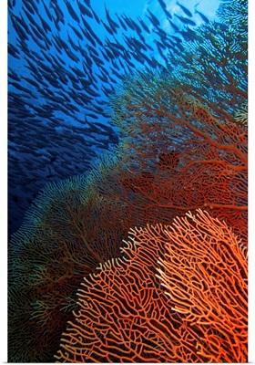 A red fan coral in blue water with a school of fish above.