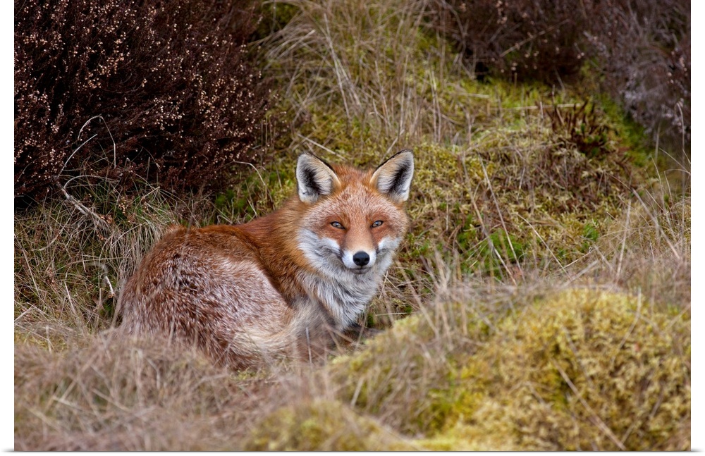 A red fox (vulpes vulpes).