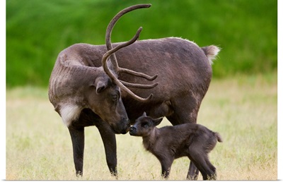 A Reindeer Calf Is Nuzzled By Its Mother In A Grassy Field, Southcentral Alaska