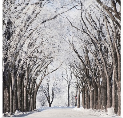 A Road And Trees Covered In Snow In Winter, Winnipeg, Manitoba, Canada