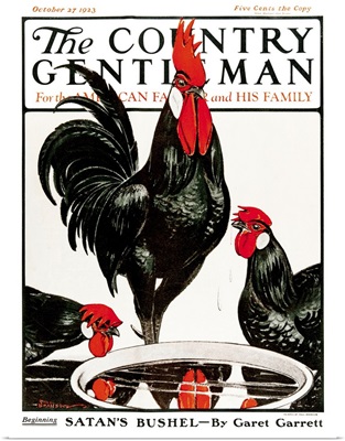 A rooster and hens drink from a water dish