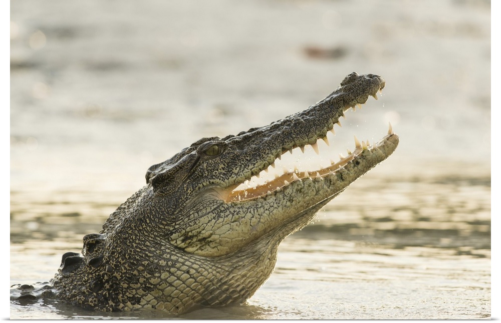 A saltwater crocodile (Crocodylus porosus) opens its jaws as it erupts out of the Hunter River, part of the Kimberley Regi...
