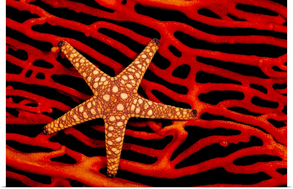 A seastar (Fromia sp.) on a red fan of gorgonian coral; Fiji.