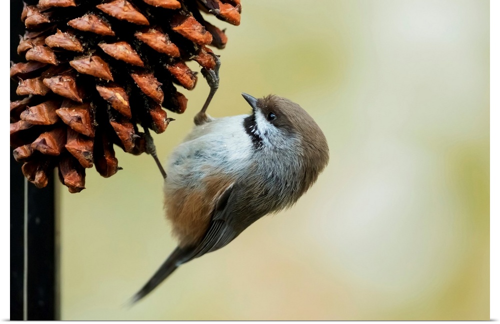 A small bird clings to a pine cone, Alaska, United States of America.