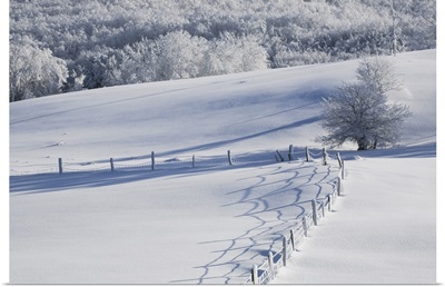 A Snowy Field