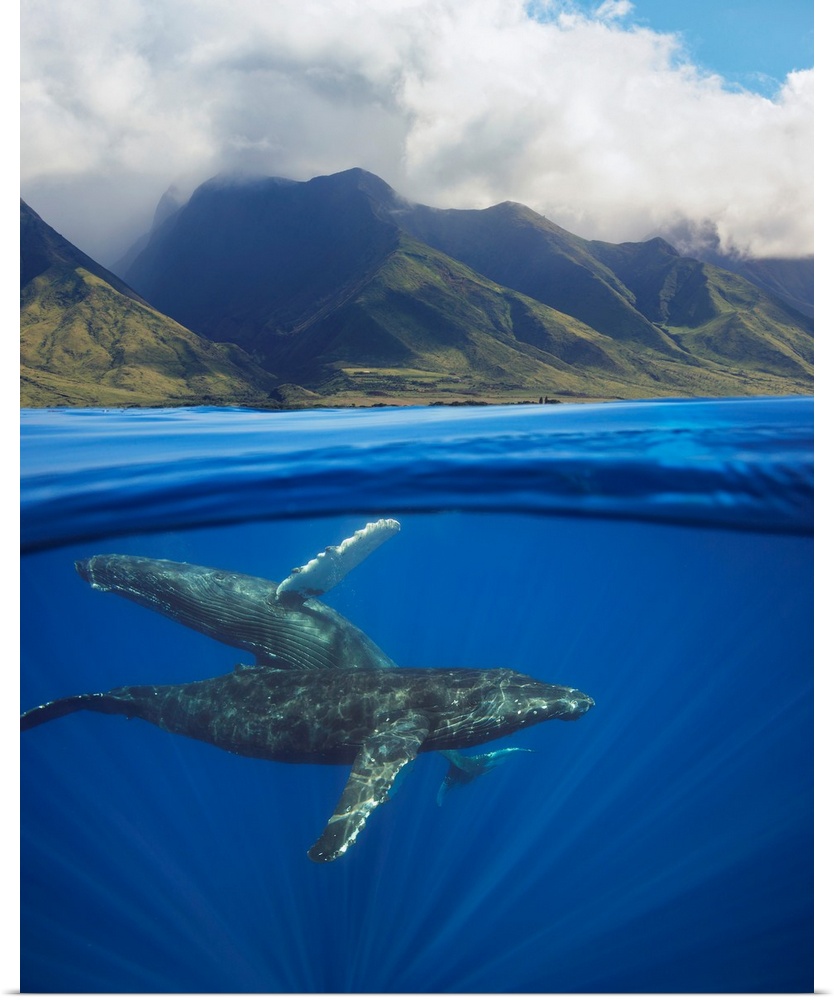 A split image of a pair of humpback whales (Megaptera novaeangliae) underwater in front of the West Maui mountains, just s...
