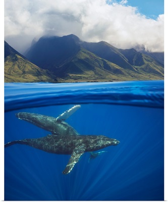 A split image of a pair of humpback whales underwater, Maui, Hawaii