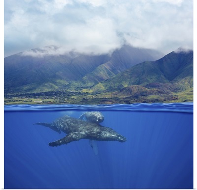 A split image of a pair of humpback whales underwater, Maui, Hawaii