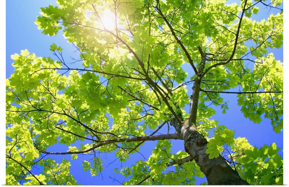 A photograph is taken from the base of a tree and looking up through its branches where the sun is shining through.