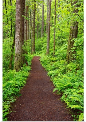A Trail In Columbia River Gorge National Scenic Area; Oregon