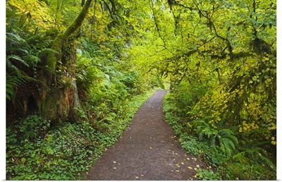 A Trail In Silver Falls State Park; Oregon, United States Of America