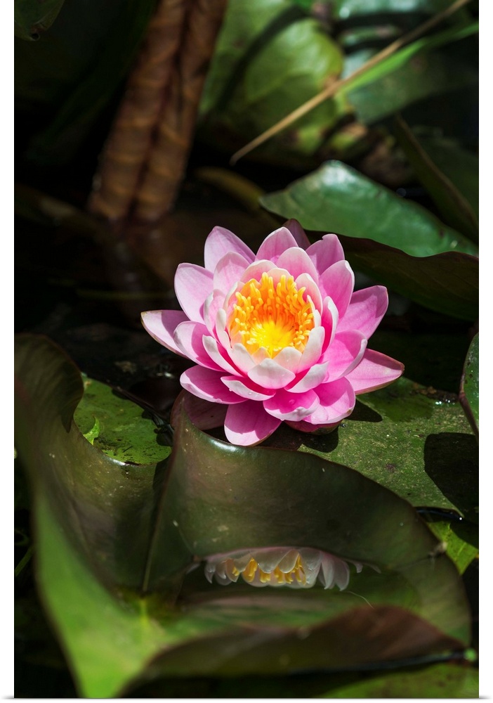 A water lily blooms in springtime. Astoria, Oregon, United States of America.