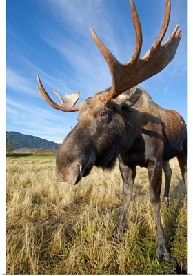 A Wide-Angle Close-Up View Of A Bull Moose, Southcentral Alaska