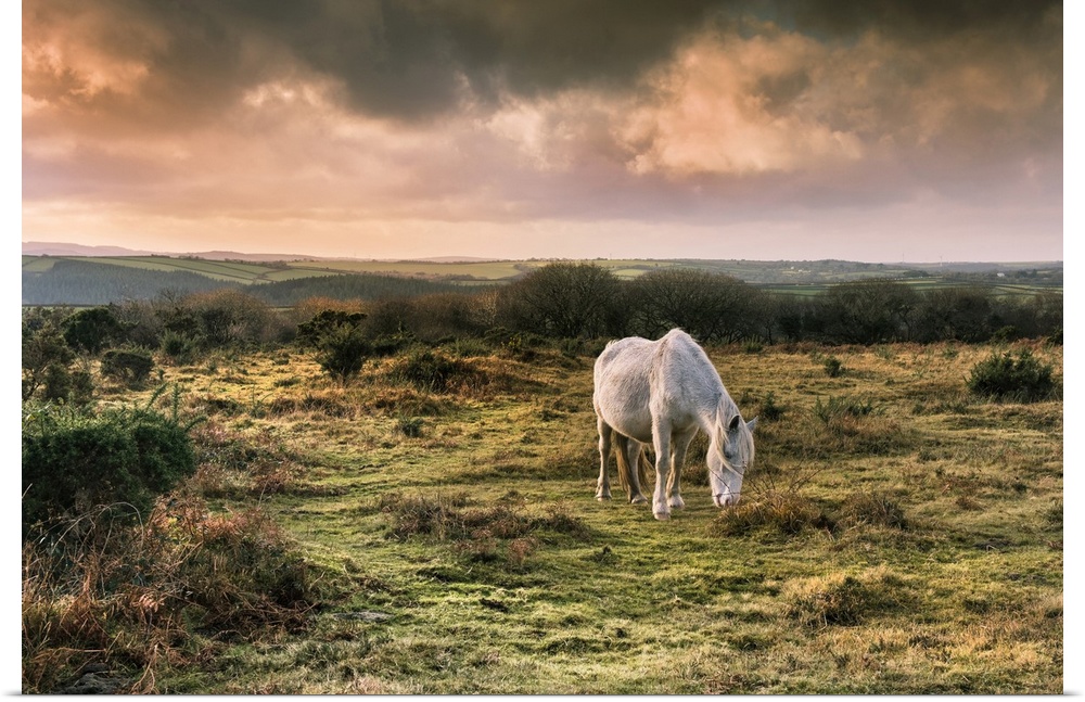A wild Bodmin Pony grazing on Goonzion Downs on Bodmin Moor in Cornwall.