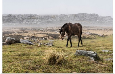 A wild brown horse walking in a foggy field