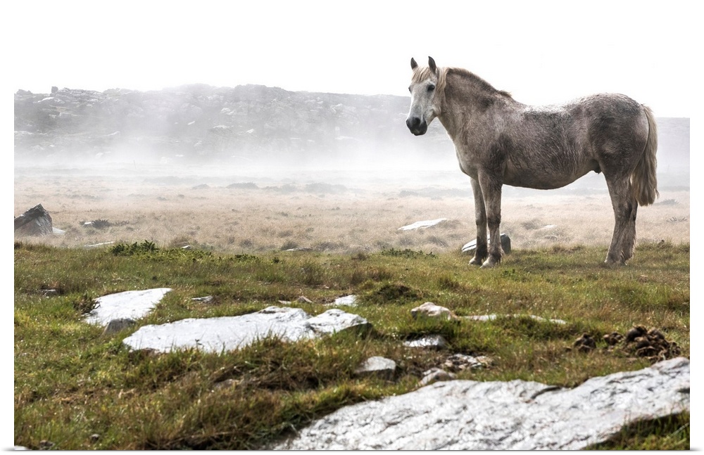 A wild, white horse standing in a foggy field.