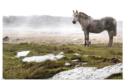 A wild, white horse standing in a foggy field