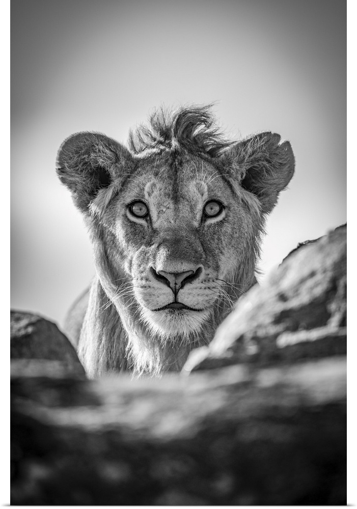 A young male lion (Panthera leo) pokes his head above a rocky ledge under a blue sky. He has a short mane and is staring s...