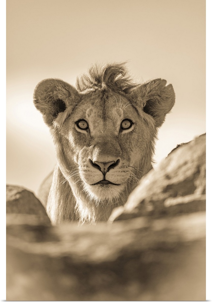 A young male lion (Panthera leo) pokes his head above a rocky ledge. He has a short mane and is staring straight at the ca...