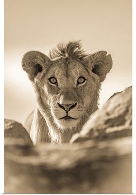 A Young Male Lion, Serengeti National Park, Tanzania