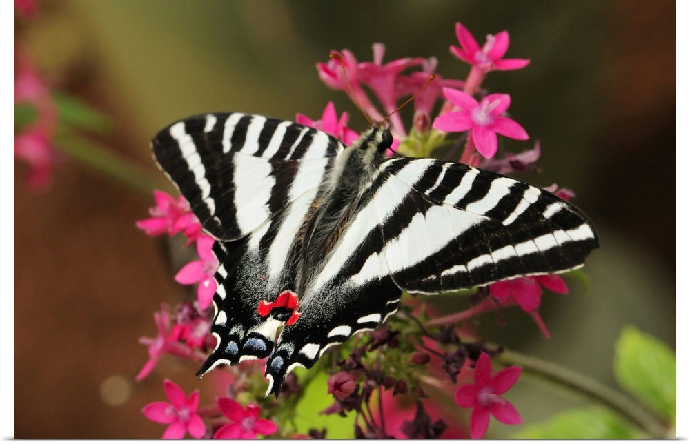 A zebra swallowtail, Protographium marcellus, on pink flowers. Westford, Massachusetts.