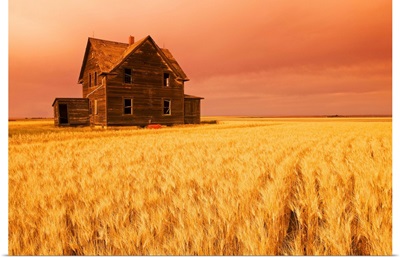 Abandoned Farm House And Wheat Field, Saskatchewan, Canada
