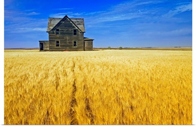 Abandoned Farmhouse In Wheat Field, Saskatchewan, Canada