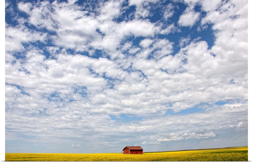 Abandoned Red Barn In The Midst Of A Canola Field, Saskatchewan, Canada