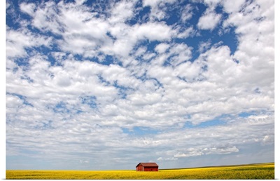 Abandoned Red Barn In The Midst Of A Canola Field, Saskatchewan, Canada