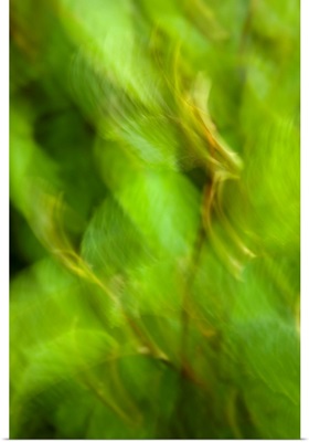 Abstract of a young Alder tree, Shoup Bay State Marine Park, Prince William Sound