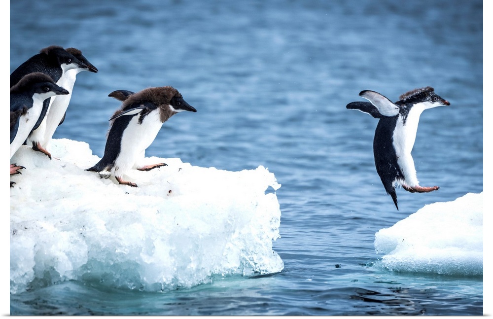 Adelie penguins (Pygoscelis adeliae) diving between two ice floes; Antarctica